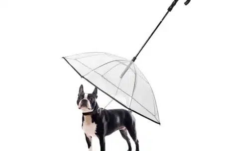 Nova Developed Transparent Pet Dog Umbrella