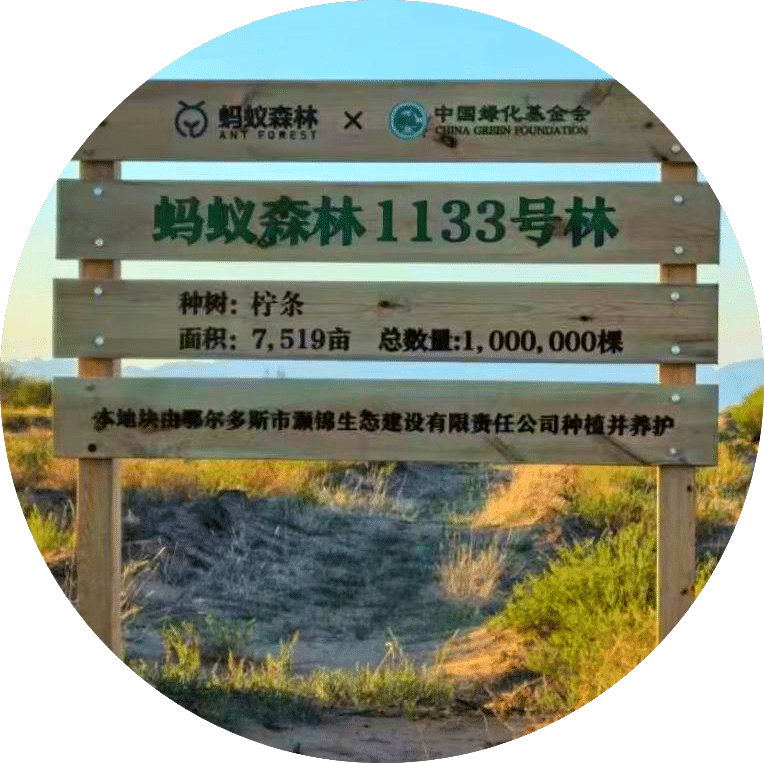 雨伞厂种植树木